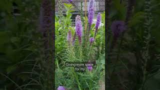 Dense Blazing Star 💜 Gayfeather flowers garden [upl. by Luht484]