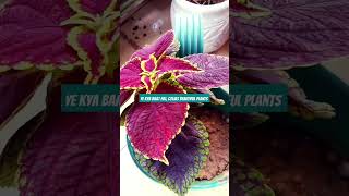 Ye kya baat hai aaj ki music nature love song gardening plants colias viral song yt shorts [upl. by Aitan731]