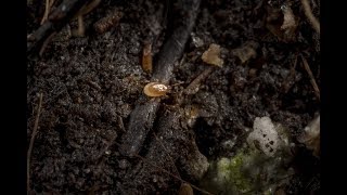 Control sciarid flies and thrips with Macromite [upl. by Anilram]