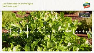 Les Saveurs du Potager®  Les essentiels en aromatique ça donne quoi [upl. by Ynes]