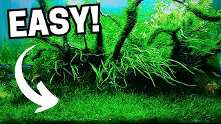 Top 10 Easiest Carpeting Plants For Your Low Tech No Co2 Aquariums [upl. by Hayikat]