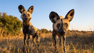 Wild Dogs and Hyenas  The Rivals  Wildlife Documentary HD 1080p [upl. by Levitus105]