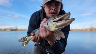 Fishing for Northern Pike at Fort Whyte Alive [upl. by Perlman]