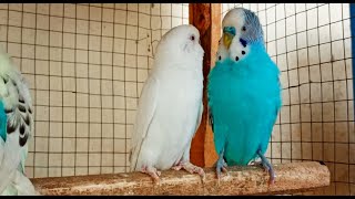 3 Hr Budgies Chirping Talking Singing Parakeets Sounds Reduce Stress  Relax to Nature Bird Sounds [upl. by Abocaj519]