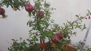 Dwarf Pomegranate Bonsai Tree with fruits [upl. by Berkow871]