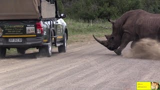 Angry Rhino Bull Charge Cars In Kruger National Park [upl. by Julio]