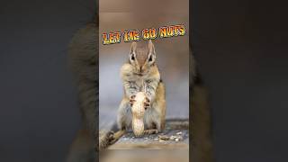 Chipmunk  Let Me Go Nuts animalenigmas [upl. by Llener]