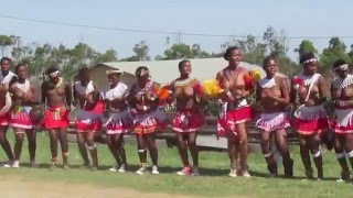 Zulu maidens from KwaSanguye dancing during Umkhosi Woswela [upl. by Lacim873]