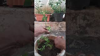 Lantana Camara Flower Propagation By Cuttings flowerplants nature  gardening [upl. by Jerol921]