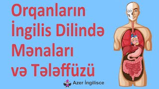 Orqanların İngilis Dilində Mənaları Və Tələffüzü  Azeringilisce [upl. by Flavian997]