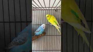 Most Beautiful Budgies Song  Parakeets Singing and Chirping in Cage  KichirMichir [upl. by Aural]