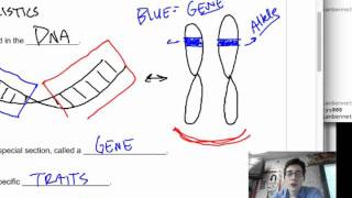 MHC gene expression  MHC polymorphism  HLA cluster  USMLE step 1 [upl. by Welcy]