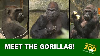 Meet the Gorillas [upl. by Creigh]