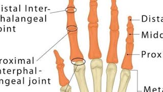 phalanges ba hater anguler jor baranor exercise [upl. by Eralc687]