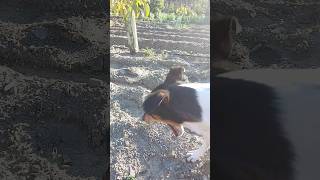 Perro Ratonero Bodeguero Andaluz bosteza delante de la cámara tras un largo día en el campo [upl. by Ghassan]