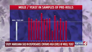 Study Marijuana sold in dispensaries contains high levels of mold yeast [upl. by Clancy741]