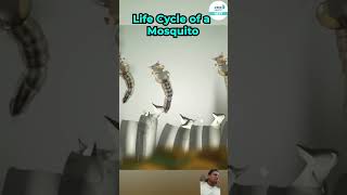 Learnmosquito infinitylearnneet lifecycle [upl. by Sosna615]