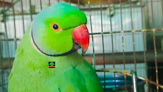 So Excited And So Playful Talking Parrot Family [upl. by Farmann]