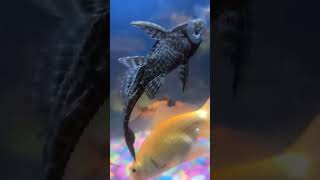 Pleco fish fish plecofish aquarium petfish fishing aquariumfishfish fishtank vlog petsman [upl. by Etnohs]