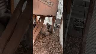 First silkie chicks to hatch this fall🐣💜 beardedsilkie silkiechicken babychicks [upl. by Ahsirt]