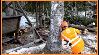 Chainsaw Tree Felling Challenge Cutting Down a Big Birch to a Tight Space [upl. by Drabeck]