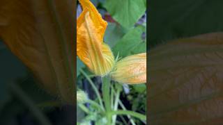 DOUBLE Headed Courgette Flower courgette courgettes zucchini blossoms floweringplant ukgarden [upl. by Honor]