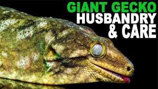 Leachie Care Simplified Giant Gecko Husbandry [upl. by Theta]