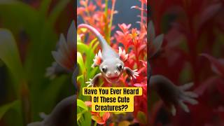 Unveiling the Axolotl Natures Cutest Enigma facts shorts animals [upl. by Ettenel]