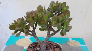 COMO CULTIVAR CRASSULA JADE [upl. by Aicinoid528]