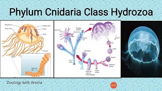 Phylum Cnidaria Class Hydrozoa  Obelia colony Gonionemus Hydra and order Siphonophora [upl. by Vig]