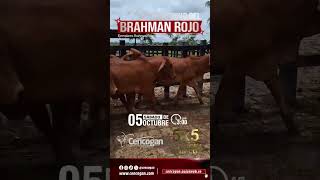 Territorio Brahman Rojo 2024 [upl. by Banyaz]