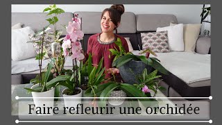 Entretenir et faire refleurir une orchidée phalaenopsis [upl. by Acinyt632]