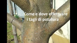 Come e dove fare i tagli di potatura [upl. by Elleiad]