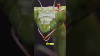 Amazing Facts About Mantis mantis animals wildlife [upl. by Kcirrad]