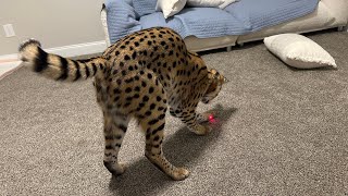 Serval Cat playing with Laser [upl. by Wiese]