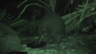 Longbeaked Echidna at Taronga [upl. by Ailerua719]