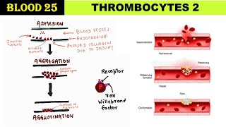 Blood 25  Functions amp Properties of Platelets  Aggregation  Platelet plug  Agglutination [upl. by Clapper]