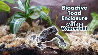 Tour of my Bioactive Toad Enclosure  Waterfall amp Live Plants [upl. by Anaugal]