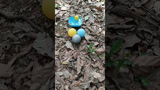 Finding colorful fish and eggs fishing fishvideo fypシ゚ ornamentalfish [upl. by Annenn]