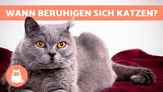 In Welchem ALTER Werden KITTEN RUHIGER 🐱 Vom Kätzchen Zur Ausgewachsenen Katze [upl. by Pell917]