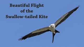 Beautiful Flight of the Swallowtailed Kite [upl. by Erik]