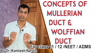 Concepts of MULLERIAN DUCT amp WOLFFIAN DUCT By DR KAMLESH NARAIN [upl. by Ramar140]