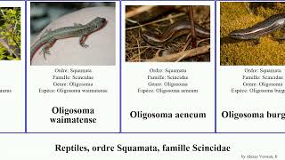 Reptiles ordre Squamata famille Scincidae plestiodon oligosoma ablepharus tiliqua scincoides [upl. by Attenna362]