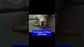 Why REM is an Essential Sleep Stage [upl. by Oreves]