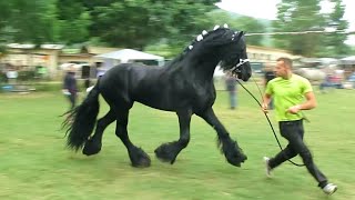 Cavallo Frisone di alta scuola [upl. by Kelila]