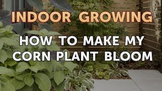 How to Make My Corn Plant Bloom [upl. by Lippold]