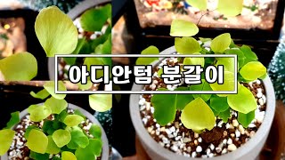 새해 첫 언박싱 amp 분갈이  아디안텀 페루비아넘Adiantum peruvianum [upl. by Enirual]