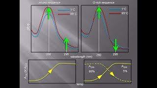 Structural Diagnosis  DNA Guanine Quadruplex  UVVis Spectroscopy  Easy Learning [upl. by Aleahc186]