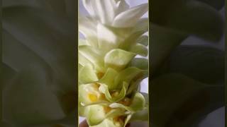 🤗Turmeric flower shortsvideo experiments [upl. by Liarret803]