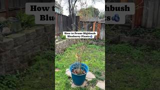 Highbush blueberry plant pruning tips gardening [upl. by Thgirw]